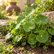Gotu Kola